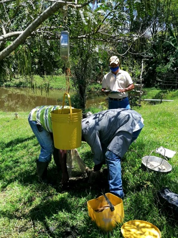 Implementan policultivo de peces en zona rural de Quilichao