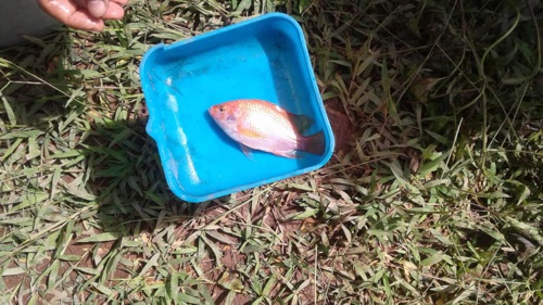 Implementan policultivo de peces en zona rural de Quilichao