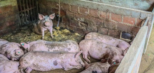 Inician acciones para prevenir vertimientos de excretas de animales al río Quilichao Inician acciones para prevenir vertimientos de excretas de animales al río Quilichao