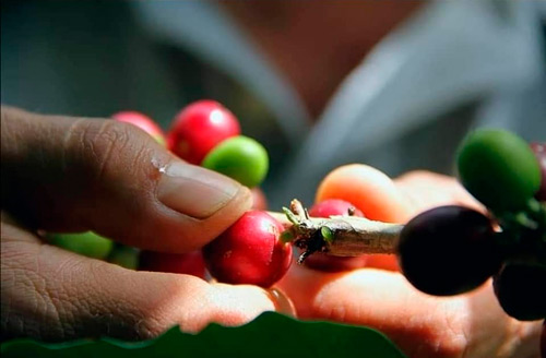 Café caucano reconquista el mercado internacional