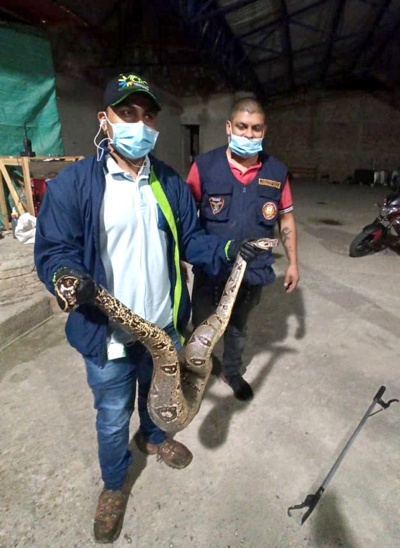 Susto en El Tambo al encontrar una serpiente Boa de dos metros Susto en El Tambo al encontrar una serpiente Boa de dos metros