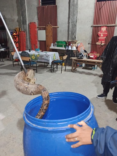 Susto en El Tambo al encontrar una serpiente Boa de dos metros Susto en El Tambo al encontrar una serpiente Boa de dos metros