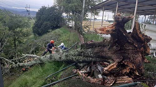 Caída de árbol causa ausencia del servicio de energía eléctrica en Popayán Caída de árbol causa ausencia del servicio de energía eléctrica en Popayán