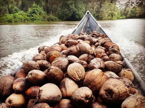 COPACIFICO beneficiará a más de mil productores de coco COPACIFICO beneficiará a más de mil productores de coco