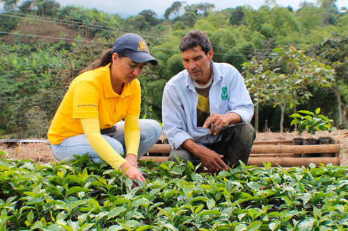 caficultura productiva, rentable y sostenible