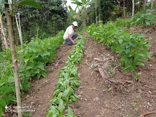 Huertas caseras fortalecen seguridad alimentaria en Quilichao Huertas caseras fortalecen seguridad alimentaria en Quilichao