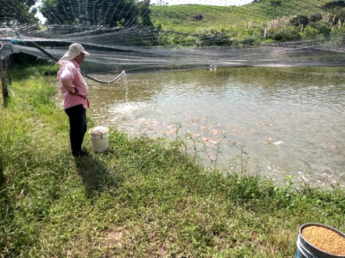 Huertas caseras fortalecen seguridad alimentaria en Quilichao Huertas caseras fortalecen seguridad alimentaria en Quilichao