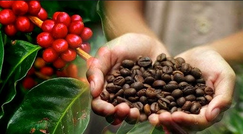 Primera Feria Mundial de Café en Tecnicafé
