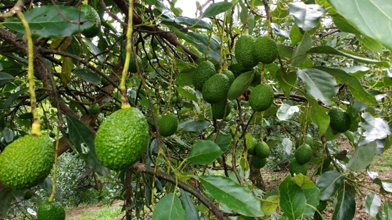 Gobierno Departamental mejorará productividad y calidad de exportación del Aguacate Hass en el Cauca Gobierno Departamental mejorará productividad y calidad de exportación del Aguacate Hass en el Cauca