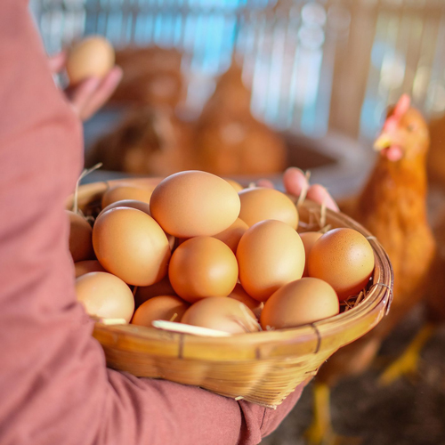 Huevos de gallina fina