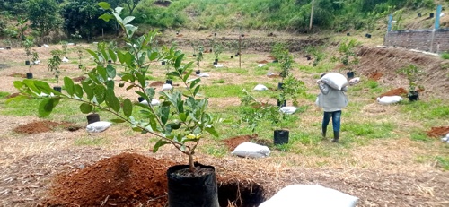Jóvenes se rehabilitan sembrando vida en Quilichao Jóvenes se rehabilitan sembrando vida en Quilichao