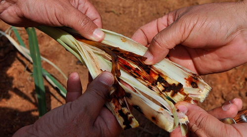 Productores de panela se unen contra la Diatrea en el norte del Cauca