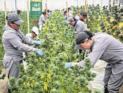 Ya se puede exportar legalmente cannabis