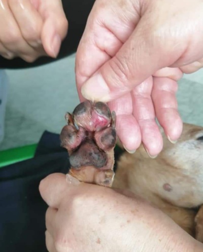 ASOMBRO EN ZIPAQUIRÁ POR ATAQUE CON ÁCIDO A LOS PERROS.