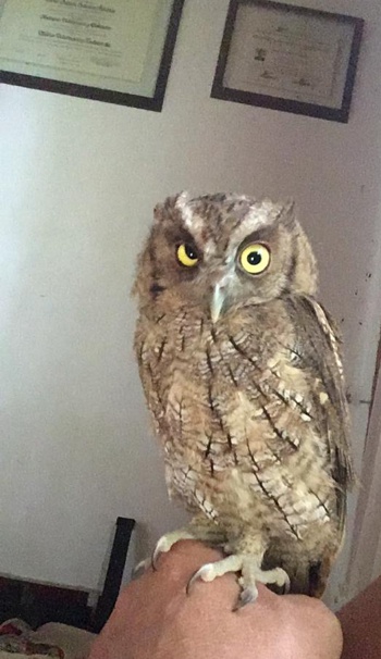 Cinco búhos regresaron a su hábitat natural en el norte del Cauca Cinco búhos regresaron a su hábitat natural en el norte del Cauca