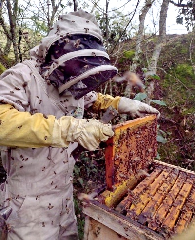 En el Cauca se garantiza la supervivencia de 80.000 abejas