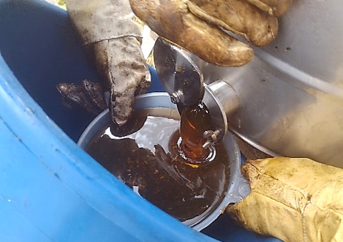 En el Cauca se garantiza la supervivencia de 80.000 abejas