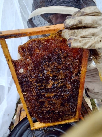 En el Cauca se garantiza la supervivencia de 80.000 abejas