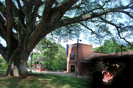 Invasión de gatos en el colegio Instituto Técnico de Santander de Quilichao Invasión de gatos en el colegio Instituto Técnico de Santander de Quilichao