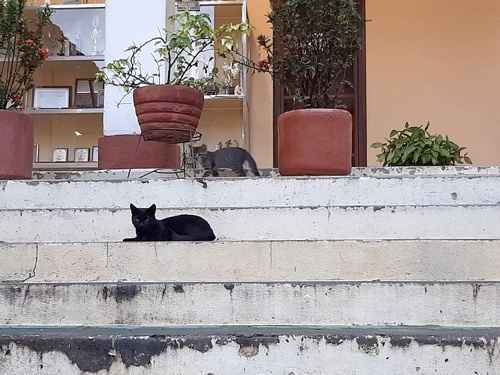 Invasión de gatos en el colegio Instituto Técnico de Santander de Quilichao Invasión de gatos en el colegio Instituto Técnico de Santander de Quilichao