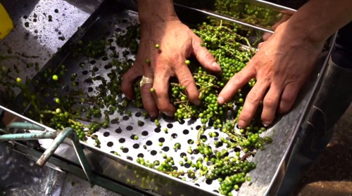 La pimienta, el oro de los campesinos que dejaron la coca La pimienta, el oro de los campesinos que dejaron la coca