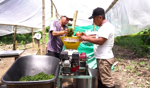La pimienta, el oro de los campesinos que dejaron la coca La pimienta, el oro de los campesinos que dejaron la coca