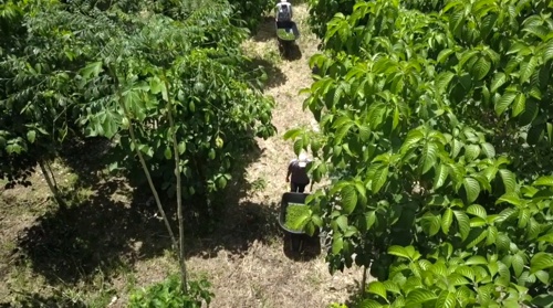 La pimienta, el oro de los campesinos que dejaron la coca La pimienta, el oro de los campesinos que dejaron la coca
