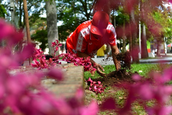 Parque principal de Quilichao fue revestido de plantas y flores Parque principal de Quilichao fue revestido de plantas y flores