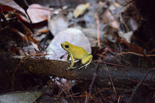 Rana Dardo Dorado - Cauca