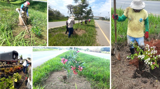 ANI no permite que el Cauca florezca ANI no permite que el Cauca florezca