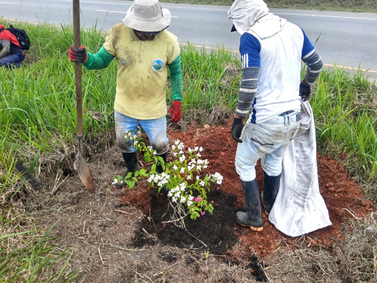 Amenazan con cortar plantas florales sembradas por Vivero Paraíso