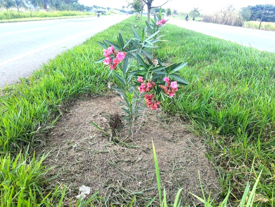 Amenazan con cortar plantas florales sembradas por Vivero Paraíso