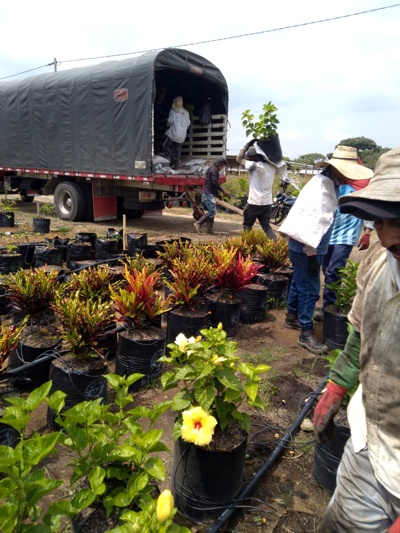 Amenazan con cortar plantas florales sembradas por Vivero Paraíso