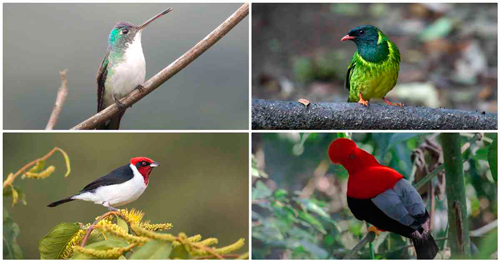 Colombia número uno en evento mundial de avistamiento de aves
