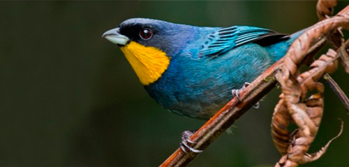 Quilichao sigue proyectándose como destino turístico ambiental para el avistamiento de aves