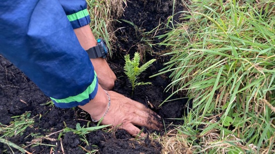 Más de 12 mil árboles fueron plantados en Cauca: CRC Más de 12 mil árboles fueron plantados en Cauca: CRC