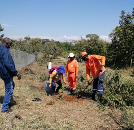 Más de 12 mil árboles fueron plantados en Cauca: CRC Más de 12 mil árboles fueron plantados en Cauca: CRC