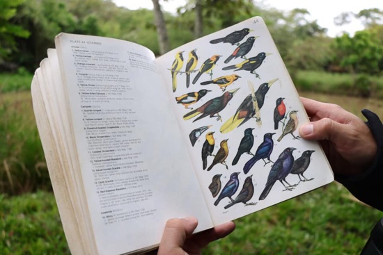 Quilichao sigue proyectándose como destino turístico ambiental para el avistamiento de aves