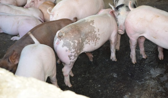 Desde Caldono se conocen avances del proceso de reincorporación Desde Caldono se conocen avances del proceso de reincorporación
