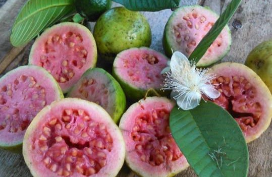 Gusano blanco de guayaba rosa