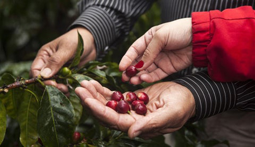 Mujeres promueven la producción del café en el Cauca
