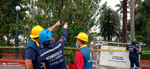 Araucaria del Parque Caldas será intervenida para evitar accidentes