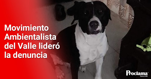 Interponen denuncia a policía que, presuntamente, mató a perra pitbull