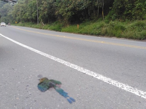 Movimiento Ambientalista del Valle solicita a INVIAS, señales interespecie