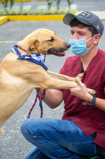 Se reactivan las campañas animalistas en Popayán Se reactivan las campañas animalistas en Popayán