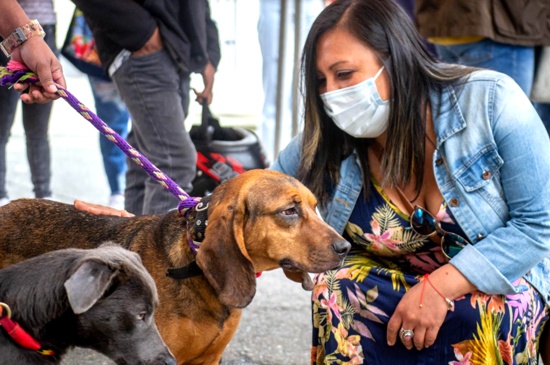 Se reactivan las campañas animalistas en Popayán Se reactivan las campañas animalistas en Popayán