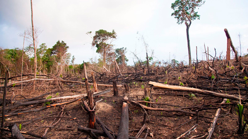 Cada año se destruyen diez millones de hectáreas de bosque