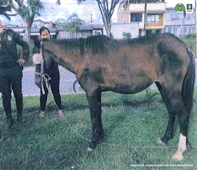 Judicializan a dos hombres por maltrato animal en Popayán