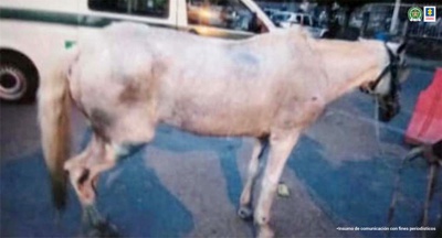 Judicializan a dos hombres por maltrato animal en Popayán