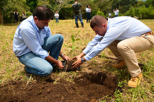 Valle del Cauca busca ser el departamento líder en reforestación Valle del Cauca busca ser el departamento líder en reforestación